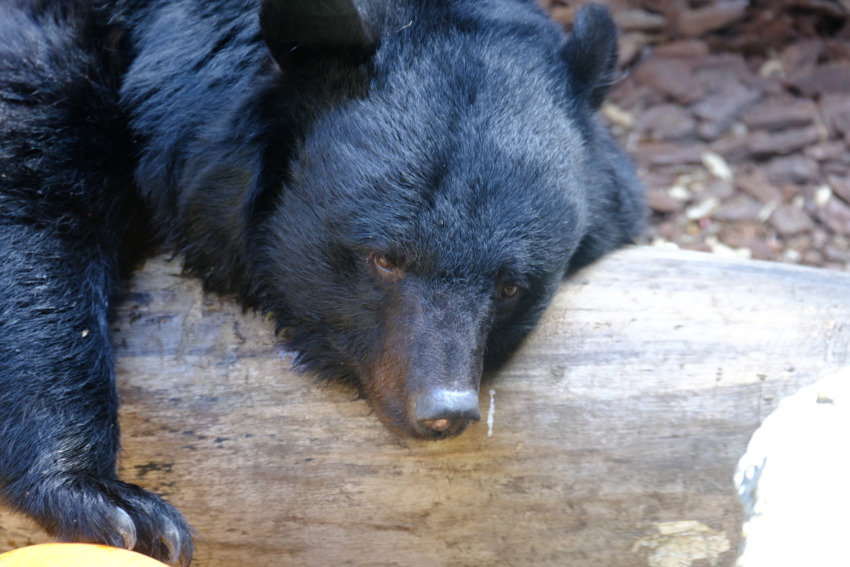 ニホンツキノワグマ冬眠