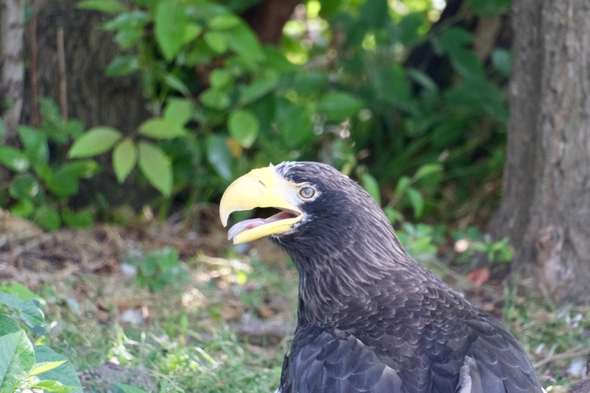 上野動物園　オオワシ