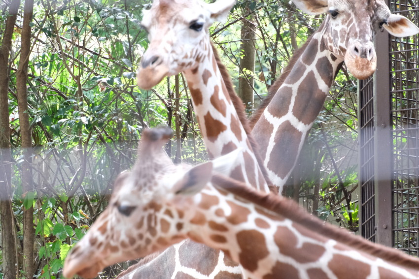 上野動物園　キリンの家族